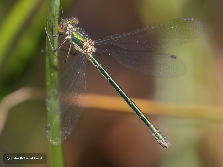 J18_1198 Lestes dryas female.JPG